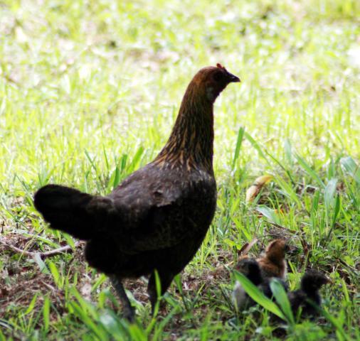 22622_guam_chickens_022eee.jpg