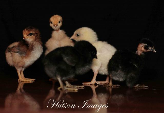 22622_new_chicks_006e.jpg