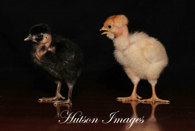 22622_new_chicks_022e.jpg