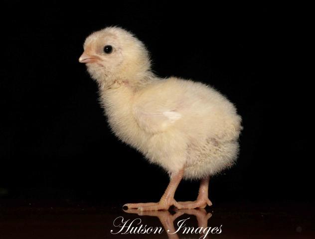 22622_new_chicks_033e.jpg