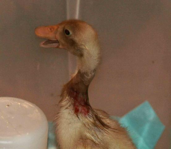 22622_poo_duck_040e.jpg
