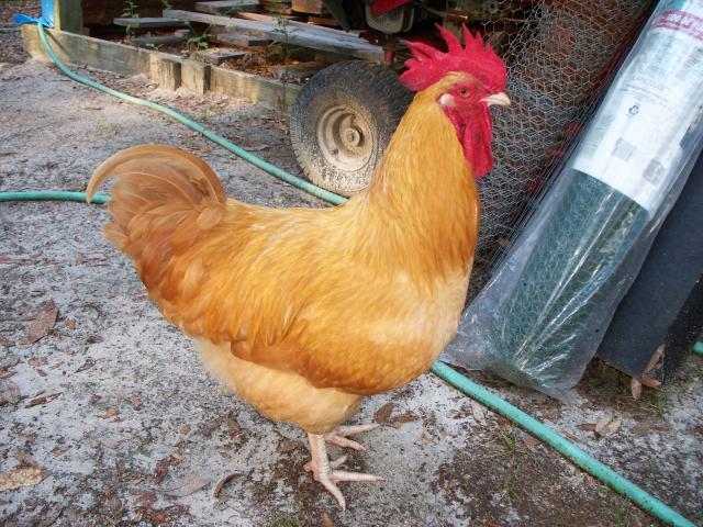 22697_flock_pics_017.jpg