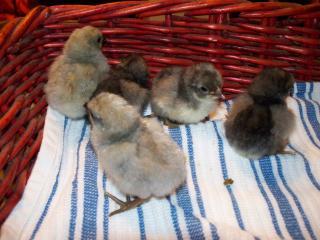 22697_my_hatchlings_007.jpg
