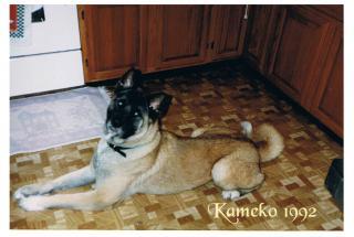 22744_kameko.jpg