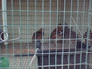 22745_quail2.jpg