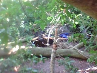 22745_tree4.jpg