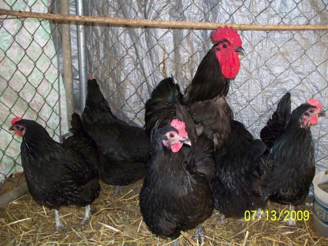 22763_chickens_033.jpg