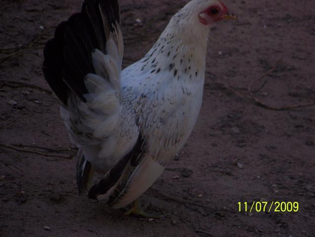 22789_animals_002.jpg