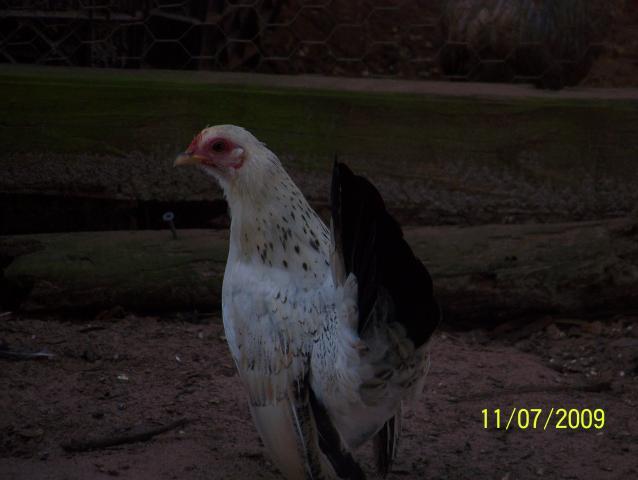 22789_animals_004.jpg