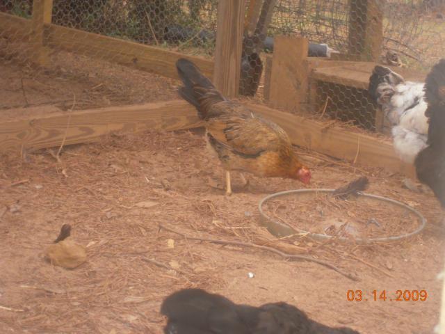 22789_dscn0179.jpg