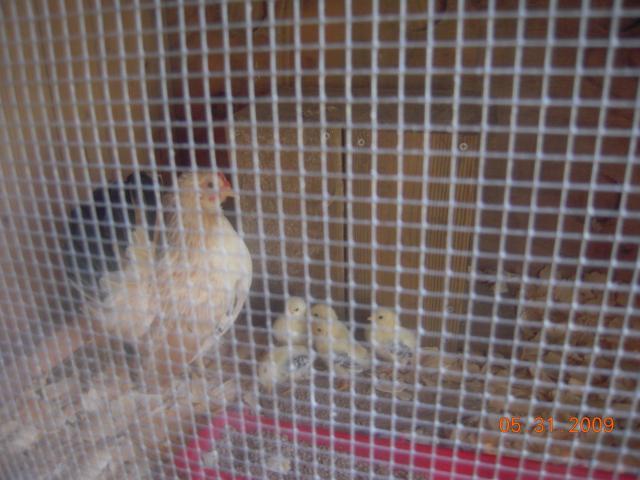 22789_dscn0260.jpg