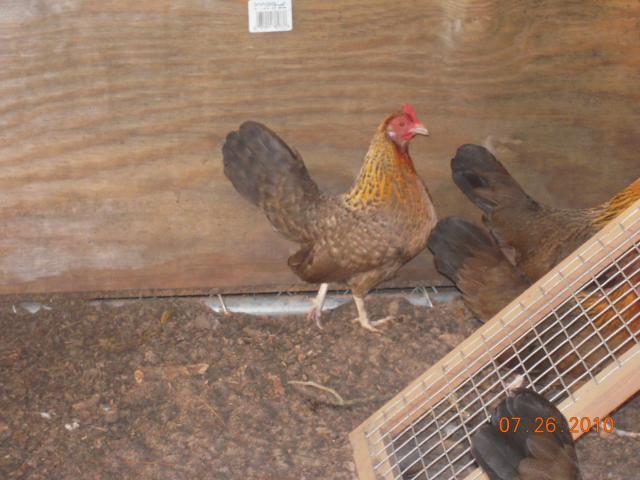 22789_dscn0645.jpg