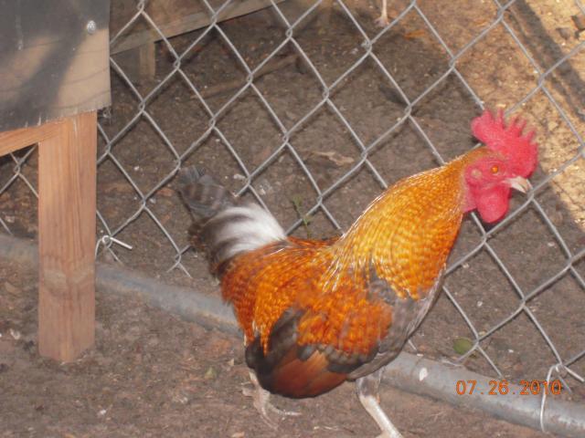 22789_dscn0646.jpg