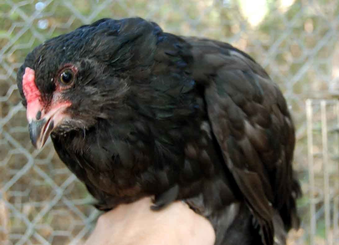 22798_3_mo_am_cockerel.jpg