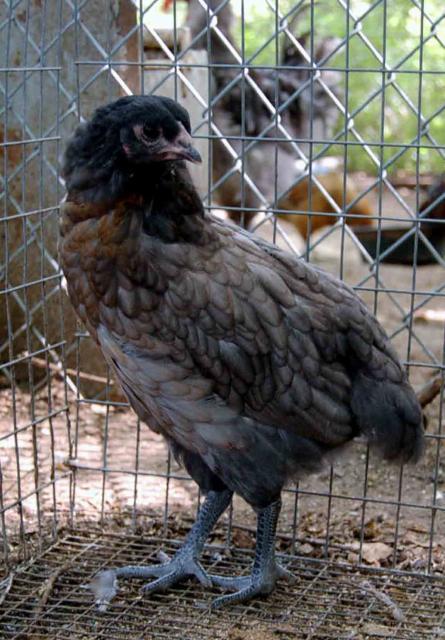 22798__2_mo_eexbo_pullet.jpg