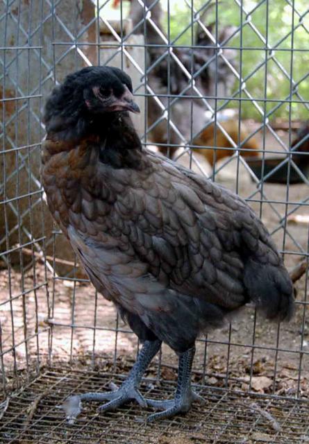 22798__2_mo_eexbo_pullet.jpg