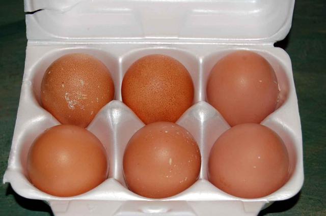 22798_barnevelder_eggs_in_carton.jpg