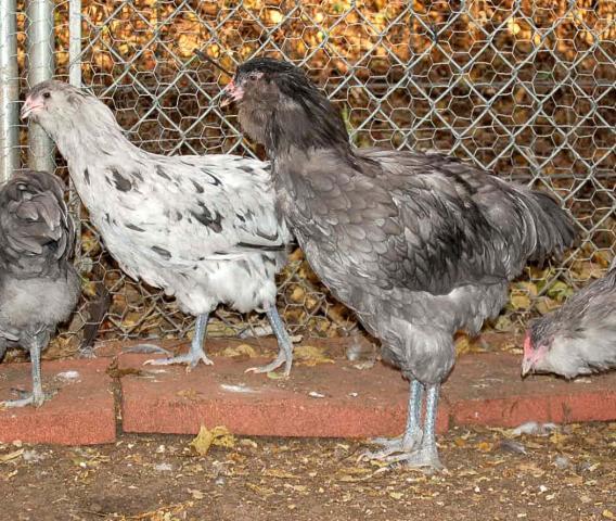 22798_blue_cock_4x5_pull.jpg
