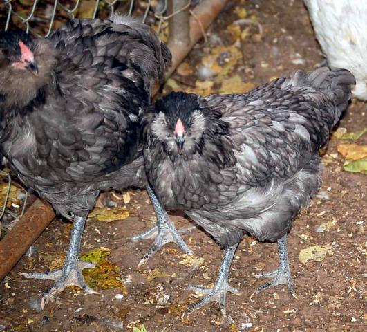 22798_blue_pullet_cockerel.jpg