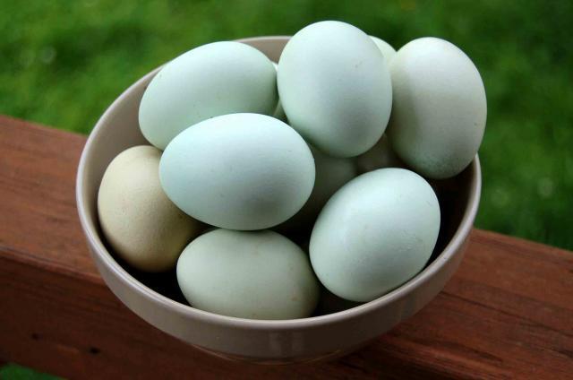 22798_bowl_of_eggs.jpg