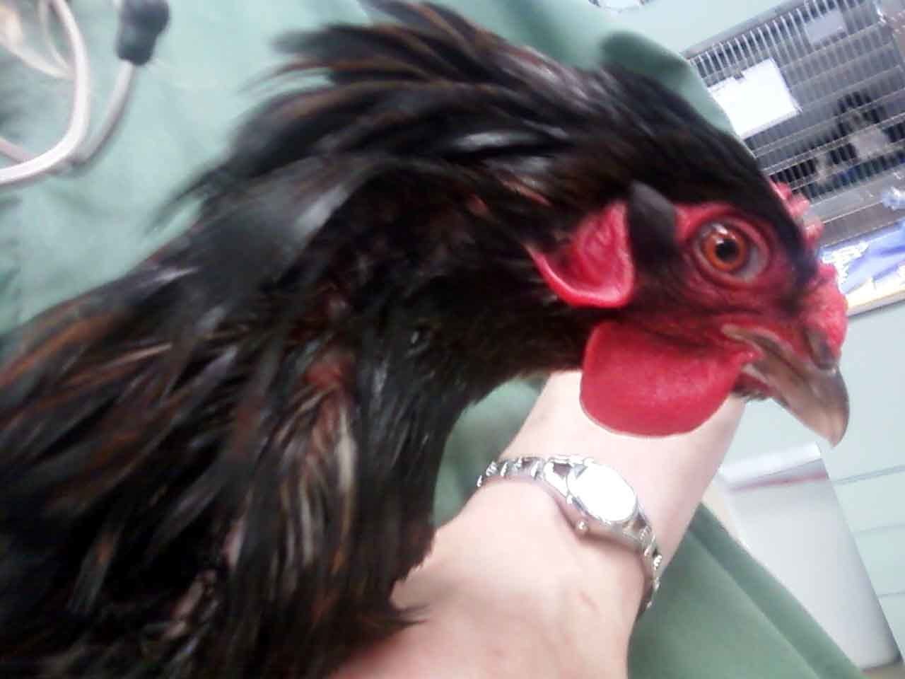 22798_chicken_neck.jpg