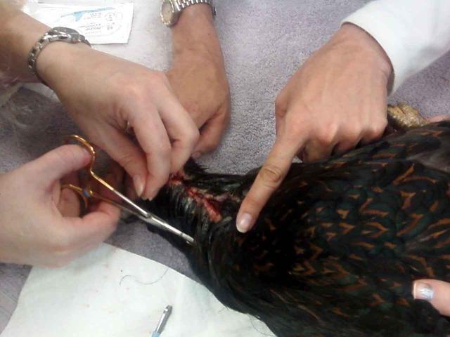 22798_chicken_neck_suture.jpg