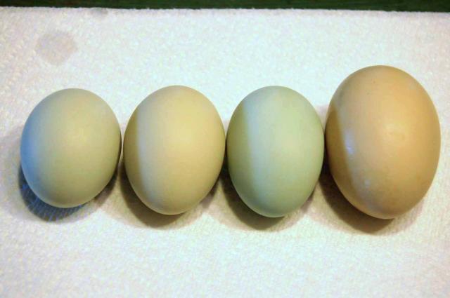 22798_copy_of_ee_eggss.jpg