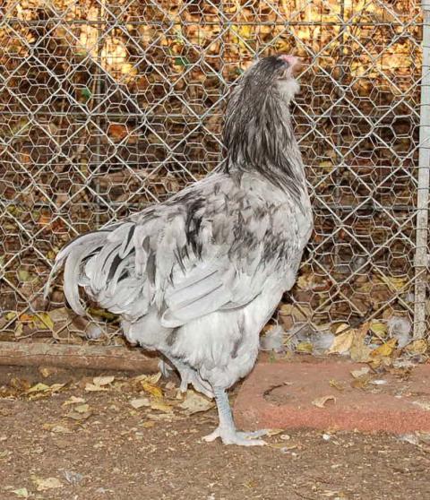 22798_dk_splash_cockk_back_45m.jpg