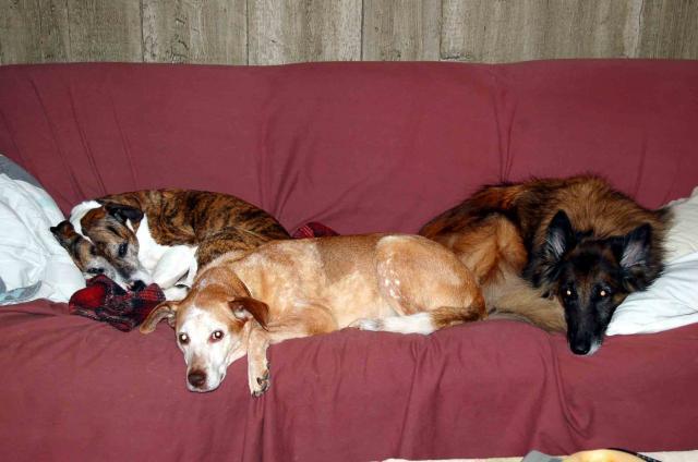 22798_dogs_on_the_couch.jpg