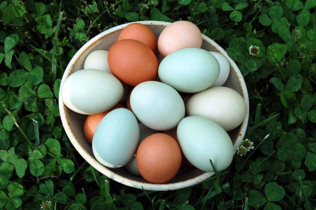 22798_eggs_in_bowl_in_clover.jpg