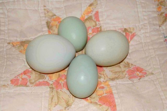 22798_ghiradelli_first_eggs_on_quilt_8-09.jpg
