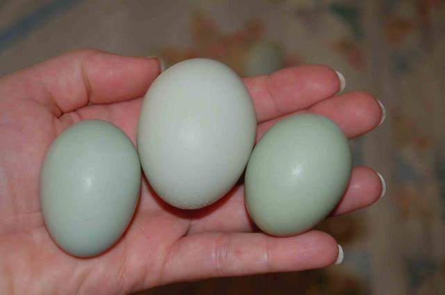 22798_ghiradelli_fist_two_eggs_my_hand_8-6-09.jpg