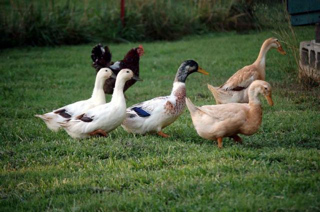 22798_happy_duck_flock.jpg