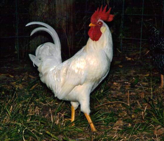 22798_mcnugget_rooster.jpg