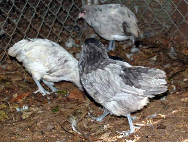 22798_multi_blue_chick.jpg
