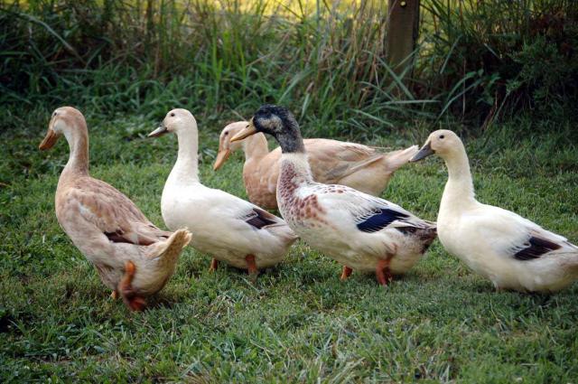 22798_new_ducks.jpg