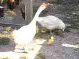 22812_th_2006-05-02001.jpg