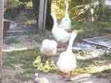 22812_th_2006-05-02003.jpg