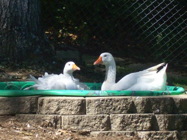 22826_100_1617.jpg