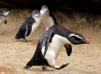 22826_zzzzzzzz_funny-pictures-penguin-has-a-bad-day.jpg
