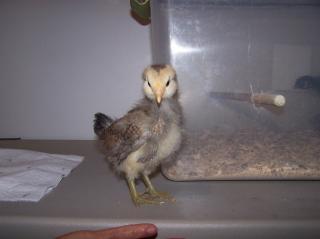 22834_ameraucana_chicks_007.jpg