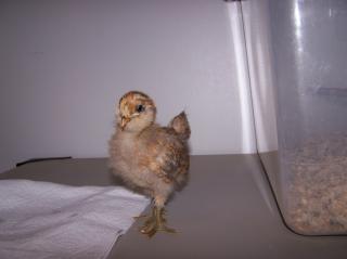 22834_ameraucana_chicks_010.jpg