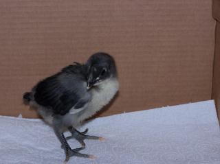 22834_blue_copper_marans_2_003.jpg