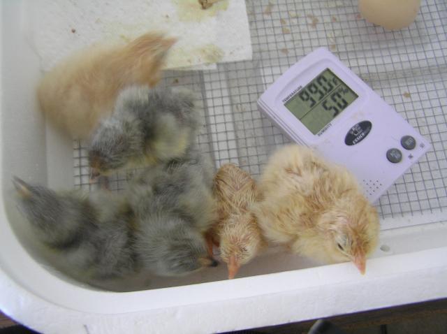 22837_6_bator_chicks_5-19_2pm.jpg