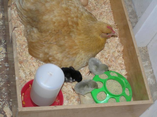 22837_luna_feeding_chicks_5-19.jpg