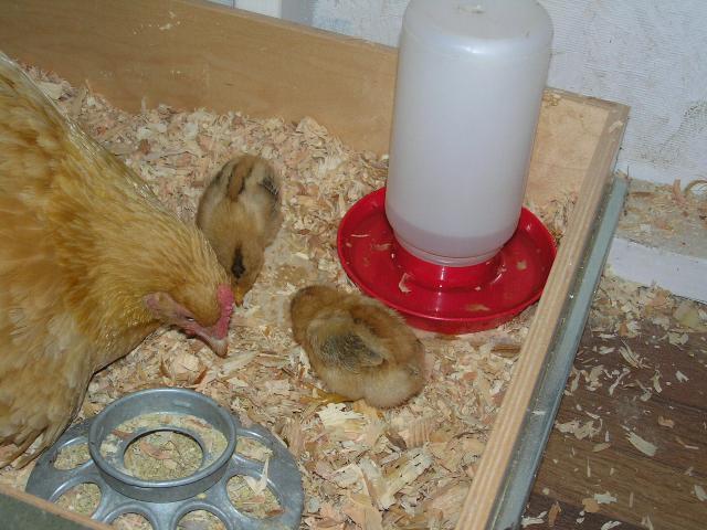 22837_p5100025.jpg