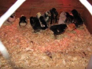 22841_2009_birthdays_and_chicks_016.jpg