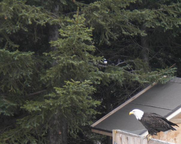 22928_eagle4.jpg