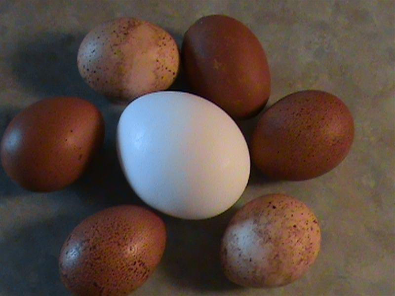 22928_eggs1_medium.jpg