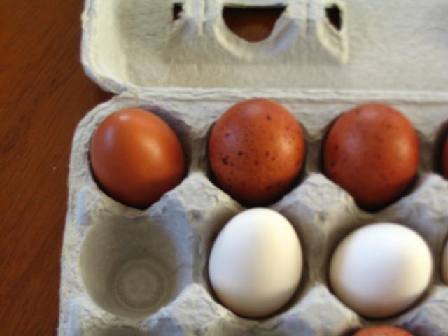 22928_eggs_009.jpg